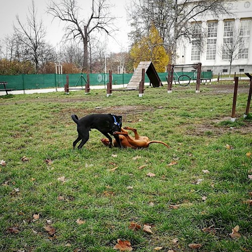 Tereza- petsitter Karlovy Vary or Pet nanny for dogs cats