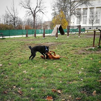 thumbnail petsitter Karlovy Vary or pet nanny for dogs cats