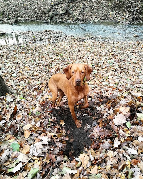 Tereza- petsitter Karlovy Vary or Pet nanny for dogs cats