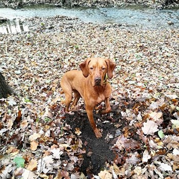 thumbnail petsitter Karlovy Vary or pet nanny for dogs cats