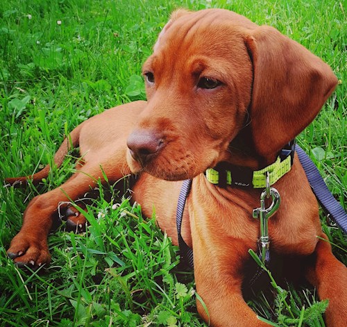 Tereza- petsitter Karlovy Vary or Pet nanny for dogs cats