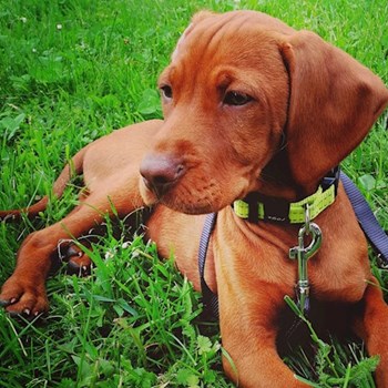 thumbnail petsitter Karlovy Vary or pet nanny for dogs cats