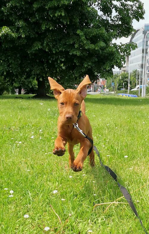 Tereza- petsitter Karlovy Vary or Pet nanny for dogs cats