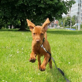 thumbnail petsitter Karlovy Vary or pet nanny for dogs cats