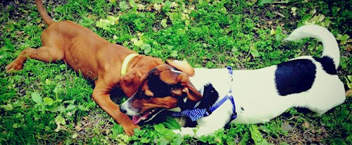 Tereza- petsitter Karlovy Vary or Pet nanny for dogs cats