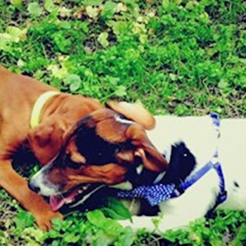 thumbnail petsitter Karlovy Vary or pet nanny for dogs cats