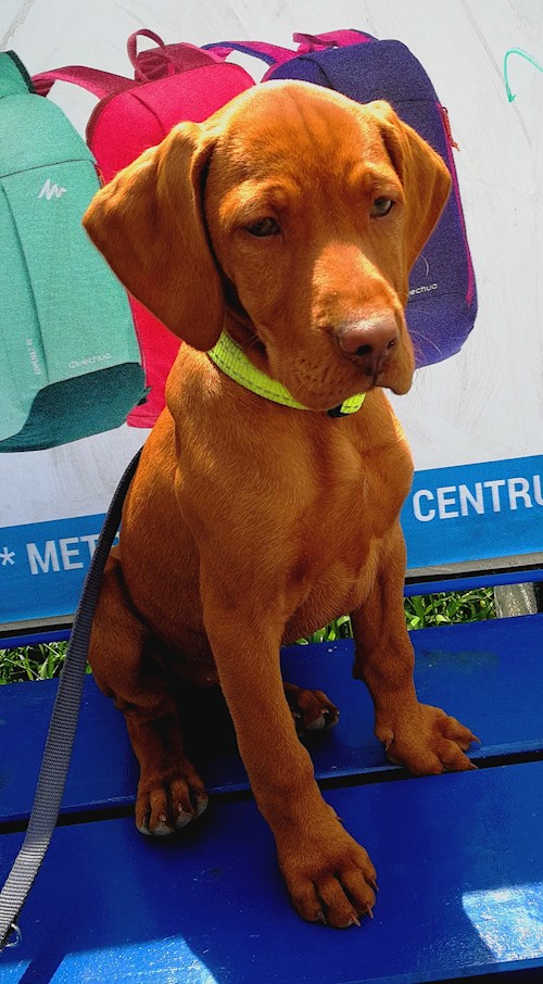 Tereza- petsitter Karlovy Vary or Pet nanny for dogs cats