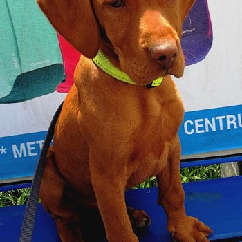 thumbnail petsitter Karlovy Vary or pet nanny for dogs cats