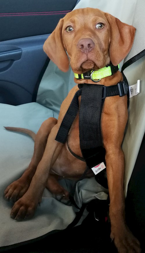 Tereza- petsitter Karlovy Vary or Pet nanny for dogs cats