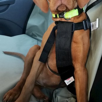 thumbnail petsitter Karlovy Vary or pet nanny for dogs cats