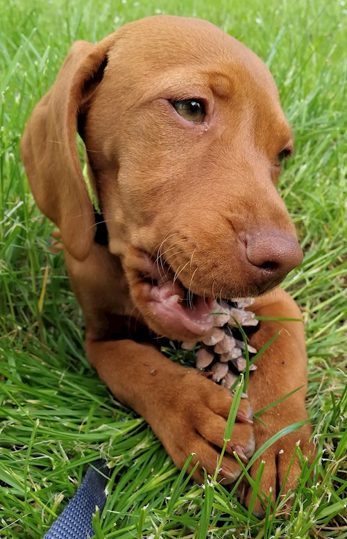 Tereza- petsitter Karlovy Vary or Pet nanny for dogs cats