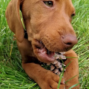 thumbnail petsitter Karlovy Vary or pet nanny for dogs cats