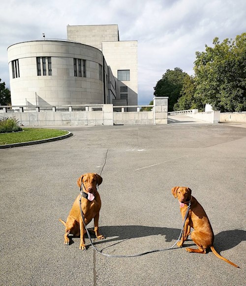 Tereza- petsitter Karlovy Vary or Pet nanny for dogs cats