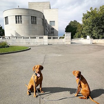 thumbnail petsitter Karlovy Vary or pet nanny for dogs cats