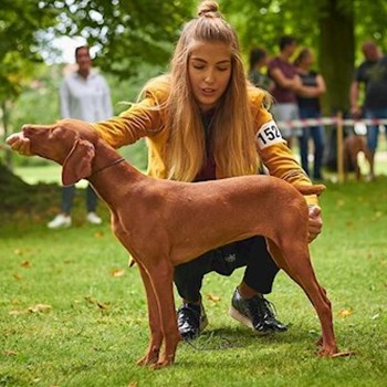 thumbnail petsitter Karlovy Vary or pet nanny for dogs cats