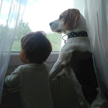 thumbnail petsitter Plzeň nebo páníček pro psi