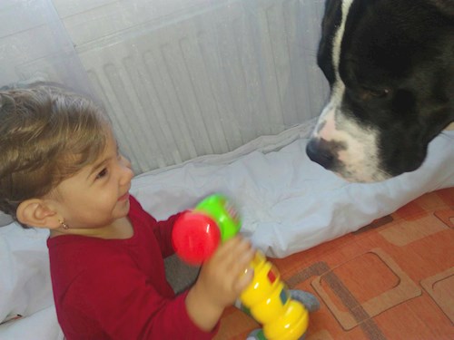 jaroslava- petsitter Plzeň nebo Páníček pro psi