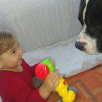 thumbnail petsitter Plzeň nebo páníček pro psi