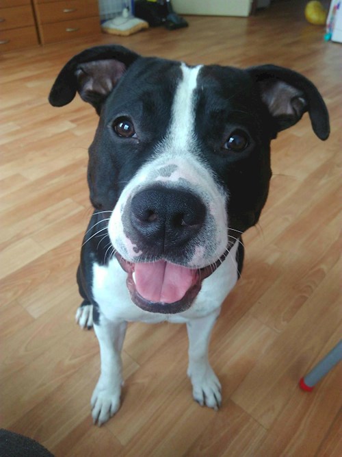 jaroslava- petsitter Plzeň nebo Páníček pro psi