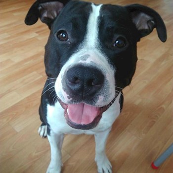 thumbnail petsitter Plzeň nebo páníček pro psi