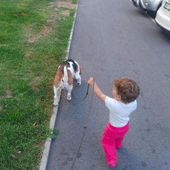 thumbnail petsitter Plzeň nebo páníček pro psi