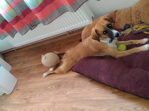 jaroslava- petsitter Plzeň nebo Páníček pro psi