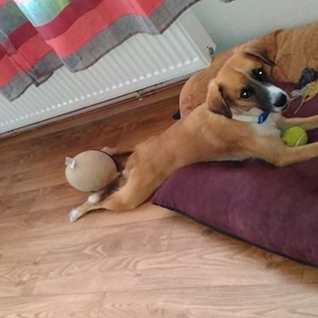 thumbnail petsitter Plzeň nebo páníček pro psi