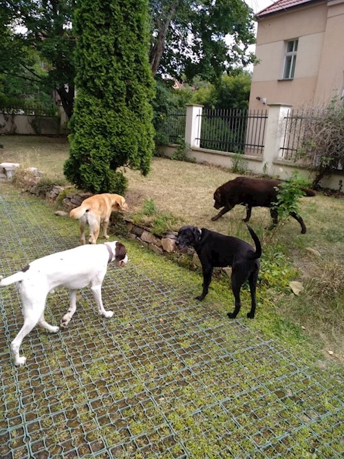 Martin- petsitter Praha 8 - Karlín nebo Páníček pro psi kočky