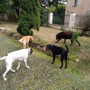 thumbnail petsitter Praha 8 - Karlín nebo páníček pro psi kočky