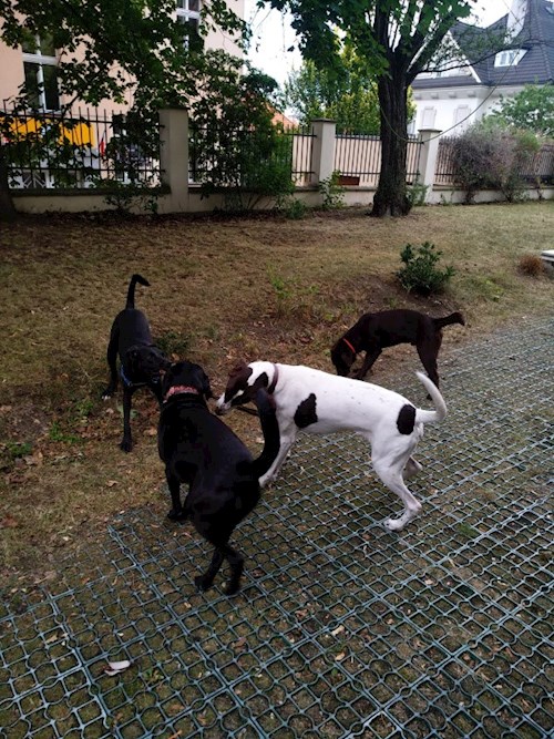 Martin- petsitter Praha 8 - Karlín nebo Páníček pro psi kočky
