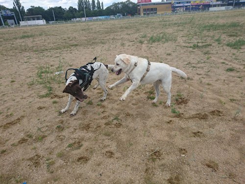 Martin- petsitter Praha 8 - Karlín nebo Páníček pro psi kočky