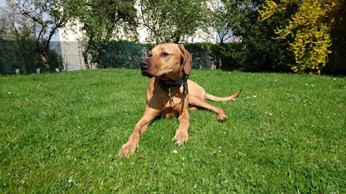 Martin- petsitter Praha 8 - Karlín nebo Páníček pro psi kočky