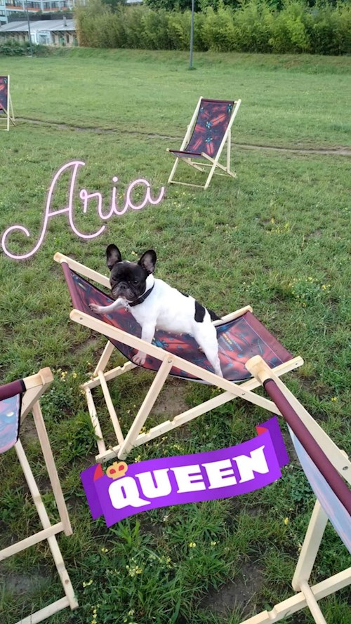Martin- petsitter Praha 8 - Karlín nebo Páníček pro psi kočky