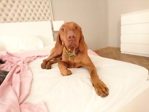 Martin- petsitter Praha 8 - Karlín nebo Páníček pro psi kočky