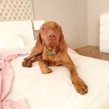 thumbnail petsitter Praha 8 - Karlín nebo páníček pro psi kočky