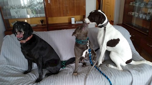 Martin- petsitter Praha 8 - Karlín nebo Páníček pro psi kočky