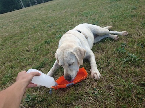 Martin- petsitter Praha 8 - Karlín nebo Páníček pro psi kočky