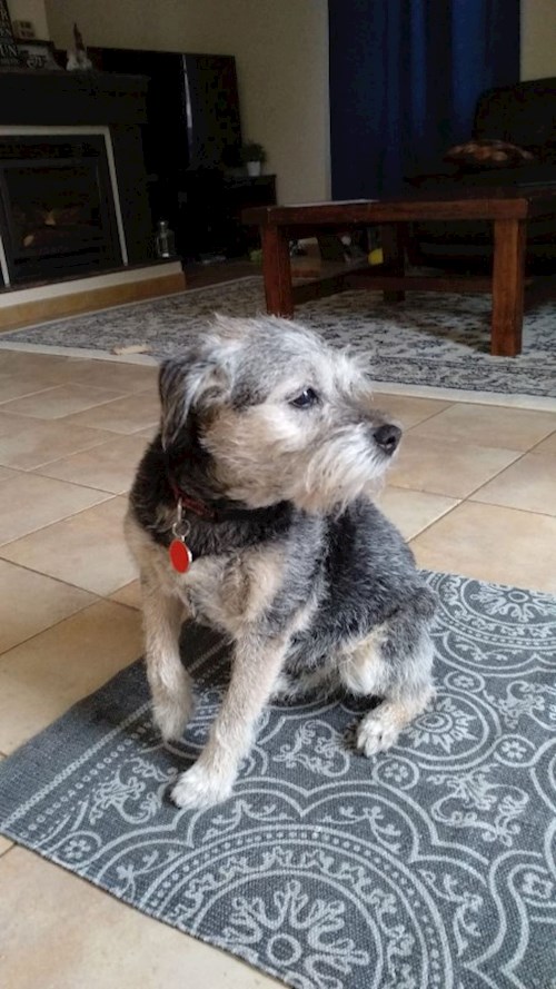 Martin- petsitter Praha 8 - Karlín nebo Páníček pro psi kočky