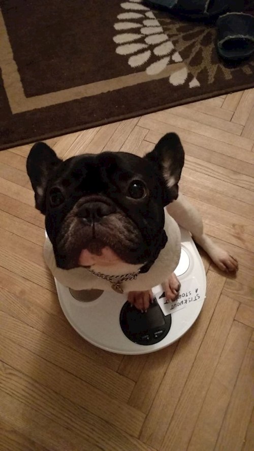 Martin- petsitter Praha 8 - Karlín nebo Páníček pro psi kočky