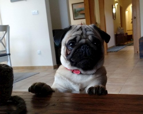 Martin- petsitter Praha 8 - Karlín nebo Páníček pro psi kočky