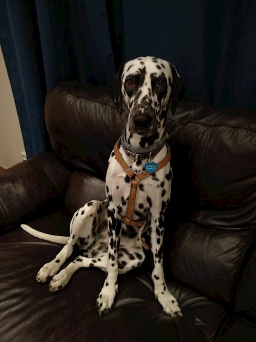 Martin- petsitter Praha 8 - Karlín nebo Páníček pro psi kočky