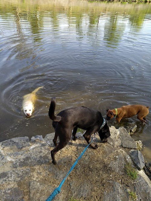 Martin- petsitter Praha 8 - Karlín nebo Páníček pro psi kočky