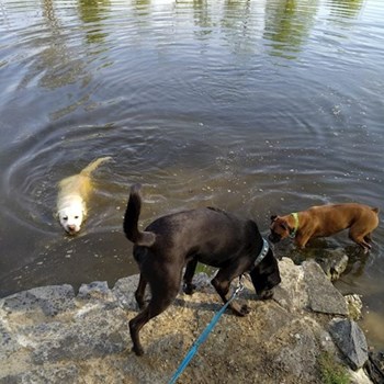 thumbnail petsitter Praha 8 - Karlín nebo páníček pro psi kočky