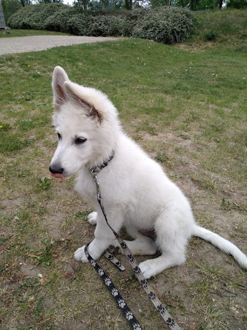 Martin- petsitter Praha 8 - Karlín nebo Páníček pro psi kočky