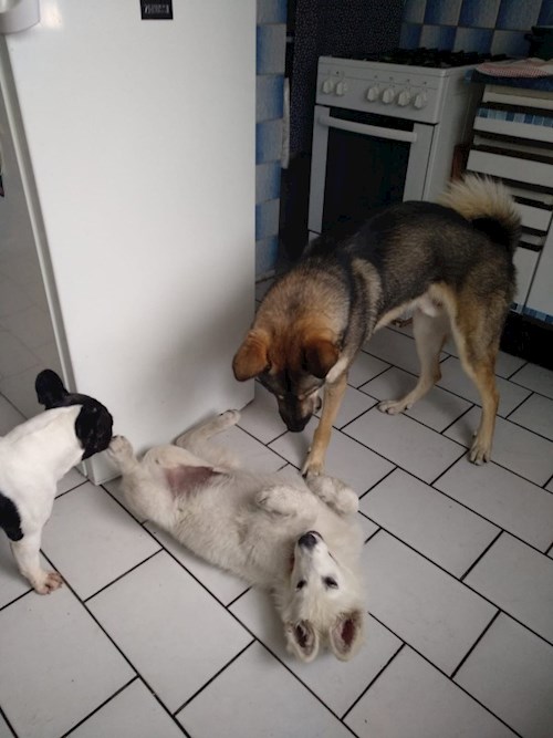 Martin- petsitter Praha 8 - Karlín nebo Páníček pro psi kočky