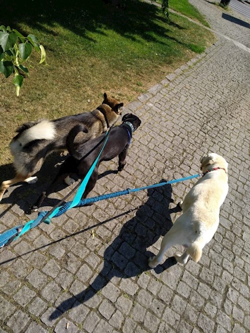 Martin- petsitter Praha 8 - Karlín nebo Páníček pro psi kočky