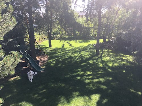 Denisa- petsitter Praha nebo Páníček pro psi