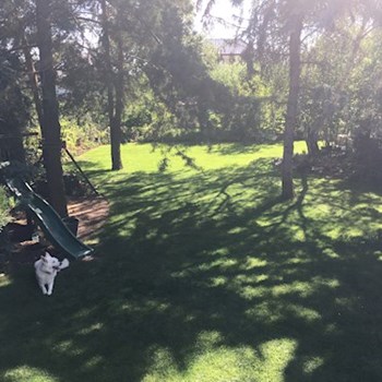 thumbnail petsitter Praha nebo páníček pro psi