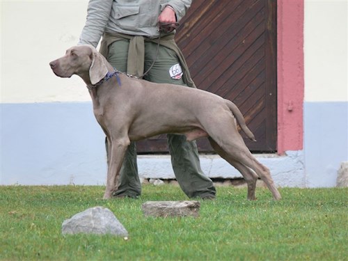 Denisa- petsitter Praha nebo Páníček pro psi