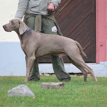 thumbnail petsitter Praha nebo páníček pro psi